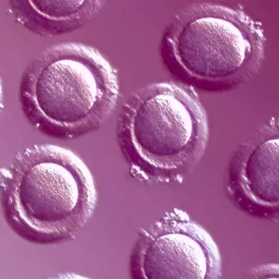 Donor egg success rates